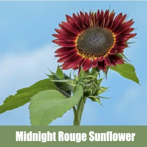 Midnight Rouge Sunflower, (Helianthus annuus 'Midnight Rouge')